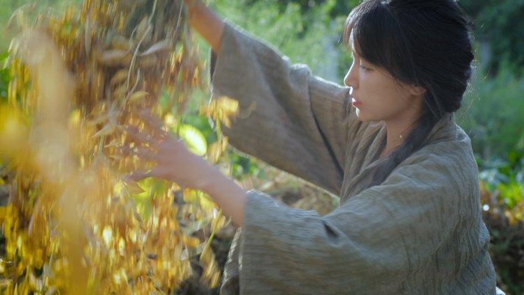 【李子柒种豌豆】一颗小豌豆、发芽长叶吃豌豆尖。开花后吃嫩豆角、嫩豌豆,最后收获一大把豌豆子